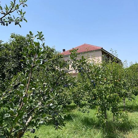 Villa Mance Berat Exteriér fotografie