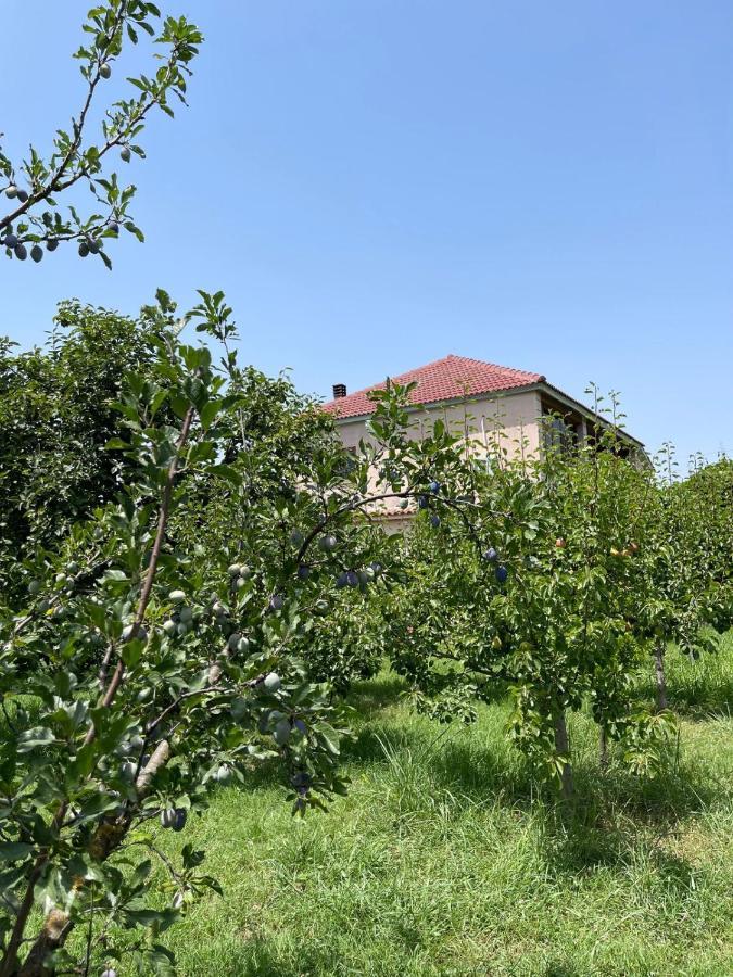 Villa Mance Berat Exteriér fotografie