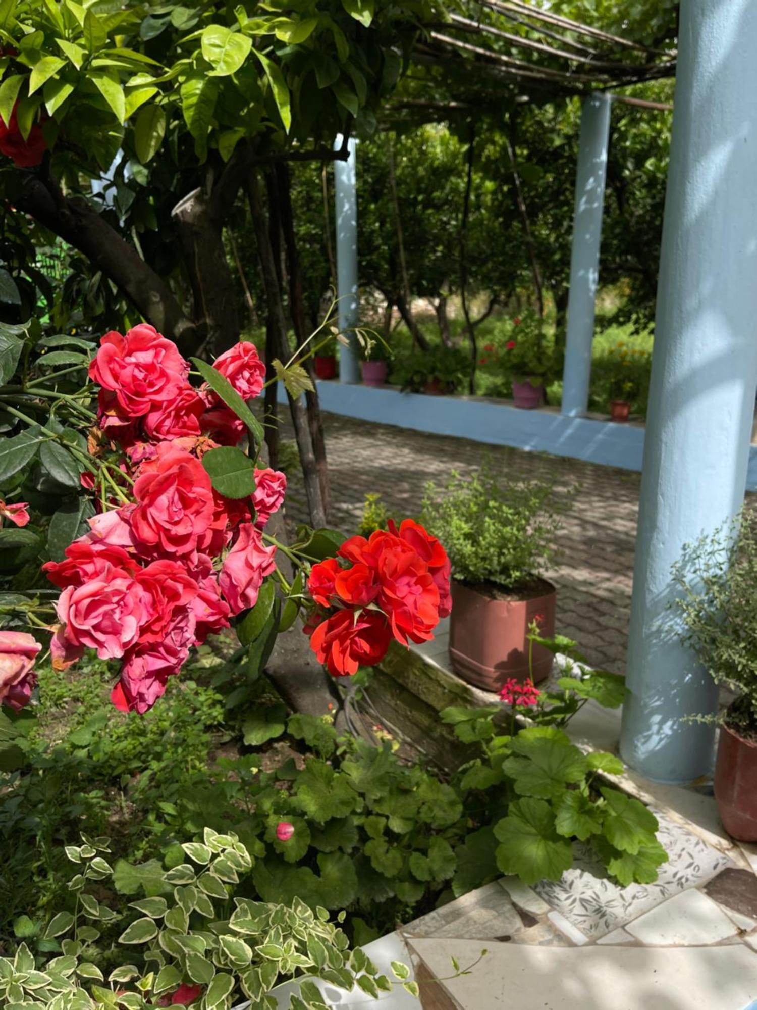 Villa Mance Berat Exteriér fotografie