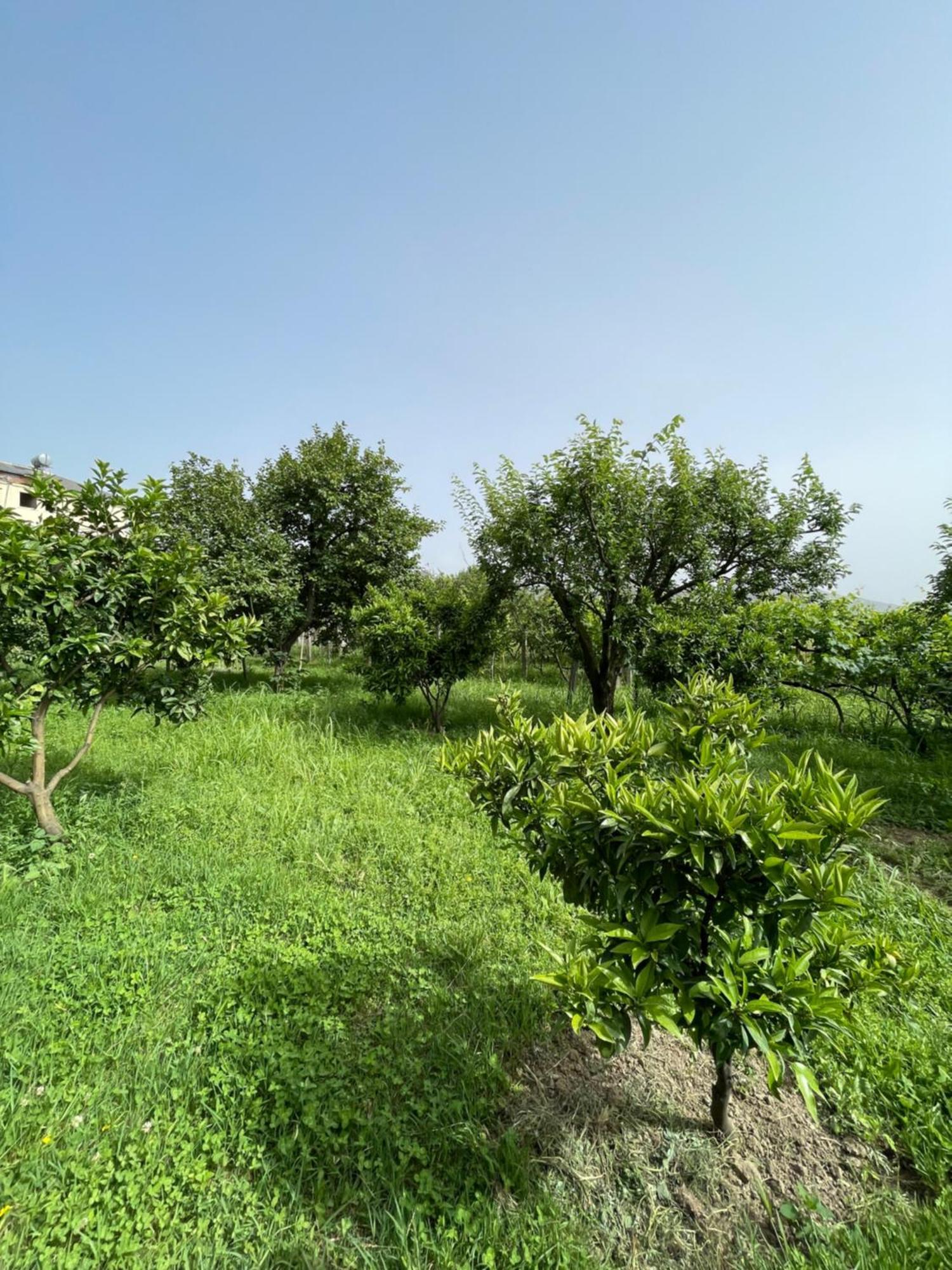 Villa Mance Berat Exteriér fotografie