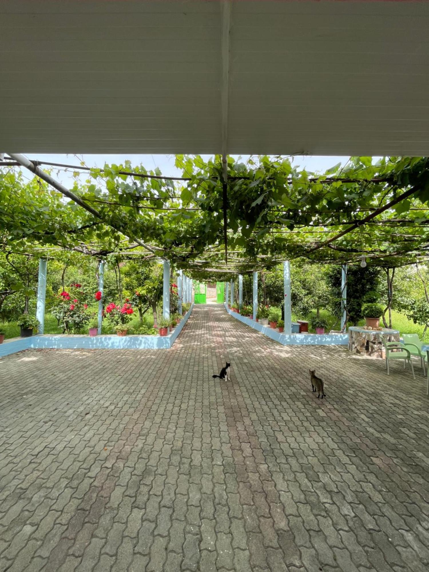 Villa Mance Berat Exteriér fotografie
