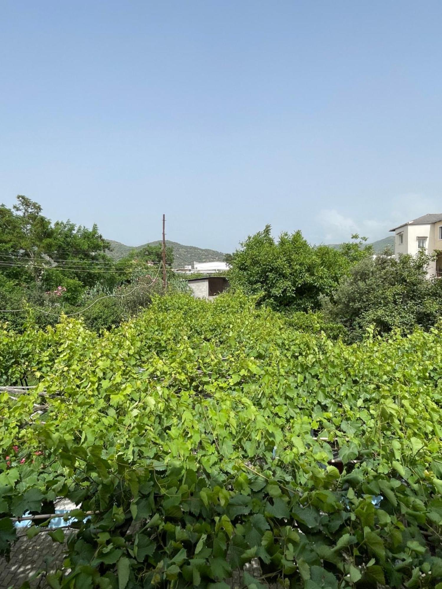 Villa Mance Berat Exteriér fotografie